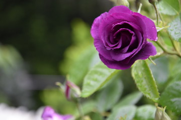 blaue Rose