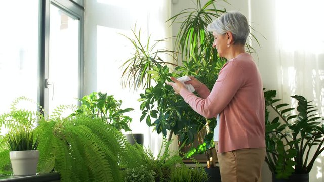 people, housework and care concept - happy senior woman with tissue cleaning houseplant's leaves at home