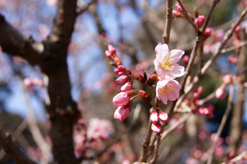 桜
