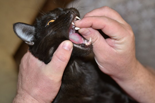 How To Give Medication To Pets. The Man Holds The Cat's Face With One Hand. With His Other Hand, He Throws A Pill Into His Open Mouth.