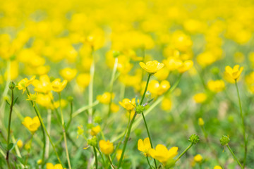 Blooming flower in spring, buttercup, crowfoot, ranunculus