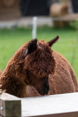 Brown Alpaca in a green meadow. eats chunks. Selective focus on the head of the alpaca, photo of head