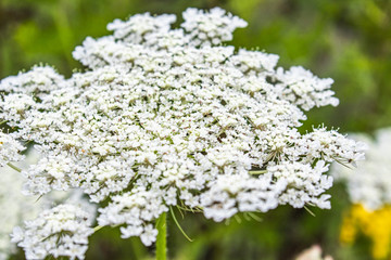 Medicinal wild grass of the yarrow.