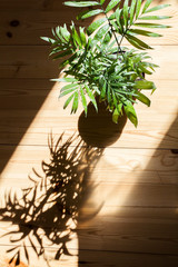 hamedorea flower stand on wooden floor in sunlight with shadow from leaves