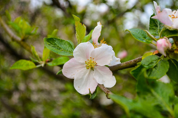 Apfelblüte - Frühlingsblume