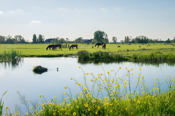 Scenic green landscape in the Netherlands in spring. Horses graze along the water in a pasture.