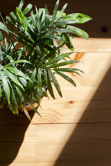 hamedorea flower stand on wooden floor in sunlight with shadow from leaves