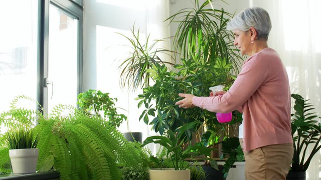 people, housework and care concept - happy senior woman with spray bottle spraying houseplants at home