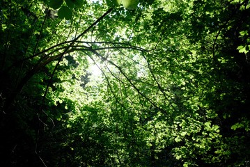 Obraz premium Tree branches with lash foliage in the forest. High quality photo. Backgrounds. 