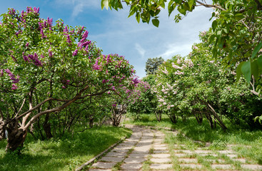 footpath among flowering bushes of lilacs