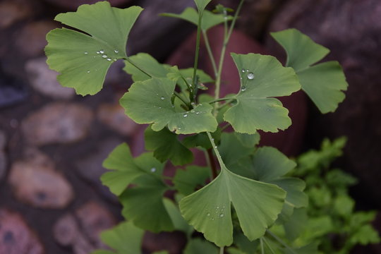 Ginkgo