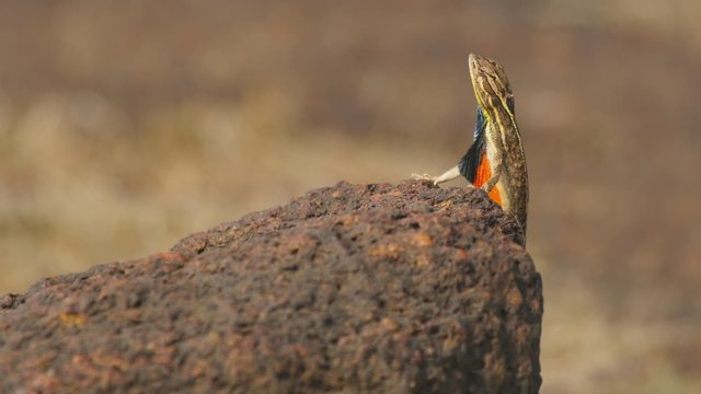 Saradas Insect Sarada Images – Browse 132,283 Stock Photos, Vectors, and Video | Adobe ...