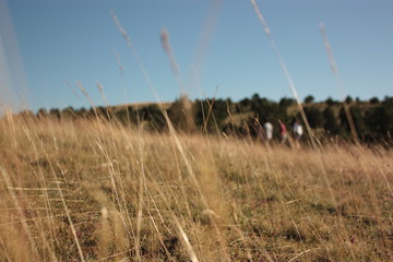 Obraz premium Walk on nature