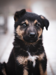 Portrait of a cute puppy looking at the camera