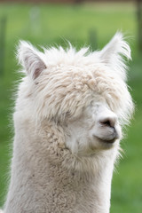 White Alpaca, a white alpaca in a green meadow. Selective focus on the head of the alpaca, photo of head