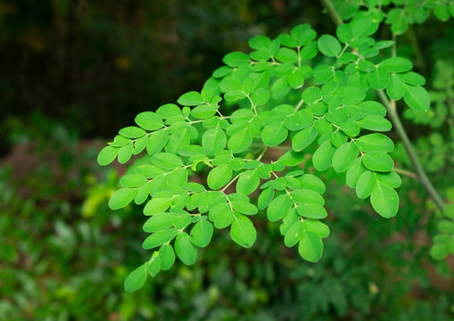 935 BEST Malunggay IMAGES, STOCK PHOTOS & VECTORS  Adobe Stock