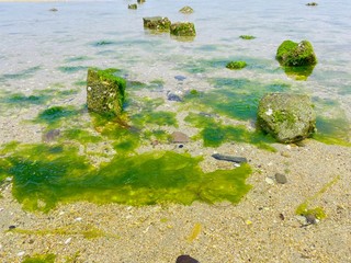干潮時に浮遊するわかめ