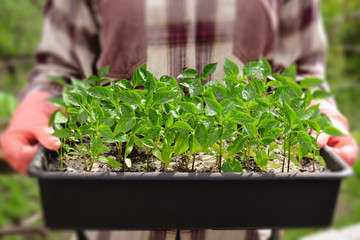 Box with seedlings of sweet pepper in the hands of a woman