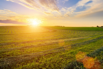 Sunset or sunrise at cultivated land in the countryside on a summer evening with blue sky...