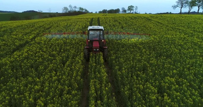 Closeup of a insecticide application with an old red tractor and spraying chemicals over rape field. Adding chemical weed and pest killers on a spring field of rapeseed field. 