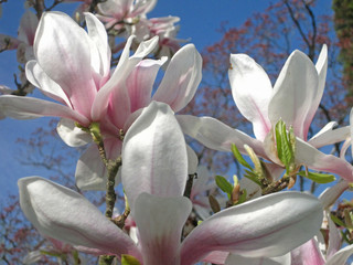 Blüten der Magnolie im Frühling in Nahaufnahme 