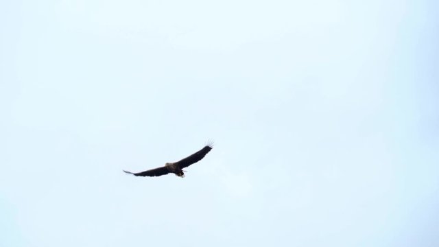 White-tailed sea eagle flying in slow motion near the isle of mull.