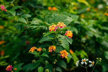 Beautiful little yellow and pink lantana camara flowers blooming in spring