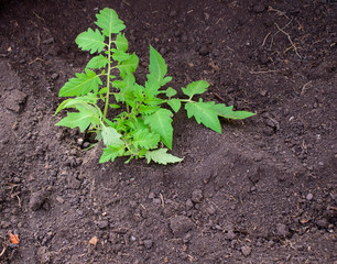 Young bush of tomatoes in ground. Concept of planting plants in spring. Green stalk and leaves.