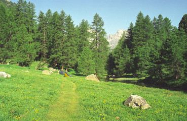 Fototapeta premium sheep grazing in the meadow landscape in the mountains mountain trees in the mountains mountain landscape in the mountains