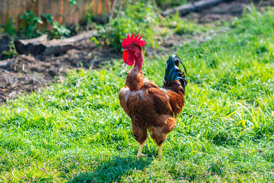 Beautiful young bright red cock on green farm grass