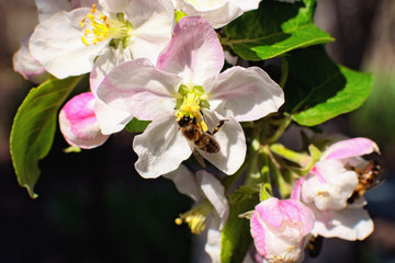 Close-up view of astonishing apple tree blossoms with busy bee. Bee is picking pollen from apple flower. Honeybee collecting pollen. Blurred branches against in the background. Spring concept