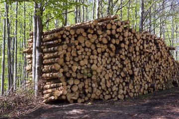 Tree logs stacked on top of each other in forest