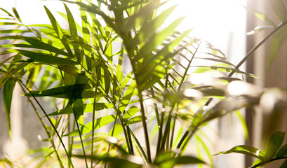 Palm leaves close-up in the rays of the sunset.