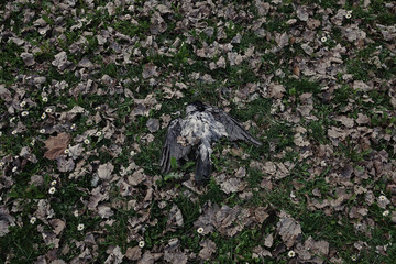 Dead crow carcass lying in the grass and dry fallen leaves