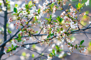 Blooming apple tree closeup. Spring white flowers. Tree branch covered with white flowers