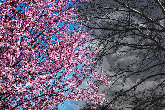 Pink cherry blossoms and blue sky in on half and gray, stormy sky and bare branches on the other side of photo, good and evil,  dark and light concept