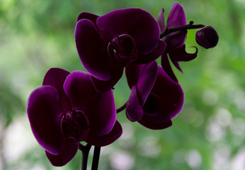 purple orchid flower