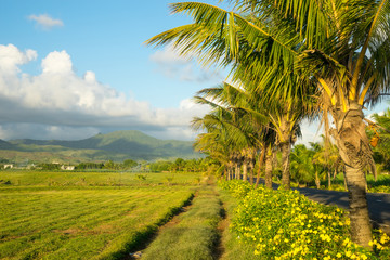 Fototapeta na wymiar Beautiful views of green fields, palm, mountains and valleys on the island of Mauritius, Indian Ocean. The picture was taken at sunset time