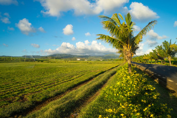 Beautiful views of green fields, palm, mountains and valleys on the island of Mauritius, Indian...
