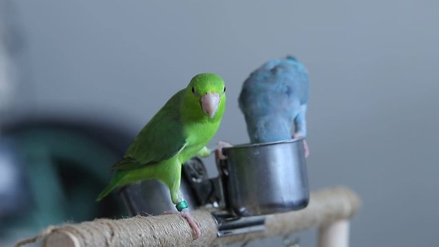 Exotic pet parrot forpus eatting grains