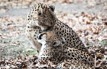 Cheetah big cat in natural environment fasted animal alive native to Africa and central Iran - stock photo