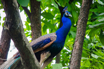 Fototapeta premium Peacock sitting on a branch of a tree