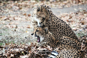 Cheetah pair grooming preening big cat, groom each other for social bonding native to Africa and central Iran - stock photo
