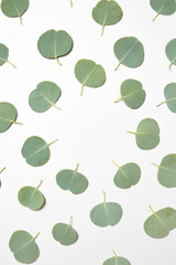Creative frame from natural leaves of Eucalyptus plant on a white background.