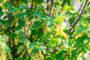 Fototapeta premium Close up of green tree . Green leaves background