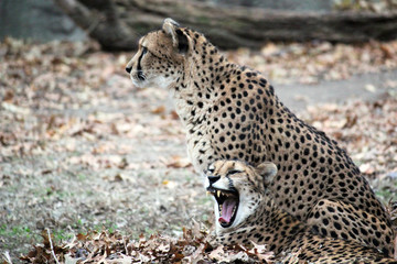 Cheetah big cat in natural environment fasted animal alive native to Africa and central Iran - stock photo