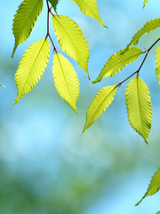 新緑のケヤキの葉