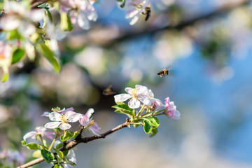 Close-Up of bee on blooming apple tree with pollen in springtime