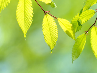 新緑のケヤキの葉