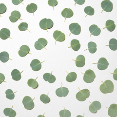 Decorative frame from leaves of Eucalyptus plant on a white background.